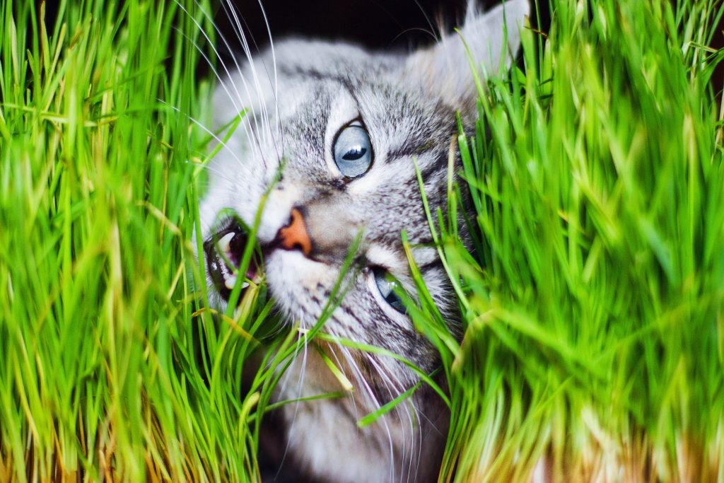 Cat munching on grass