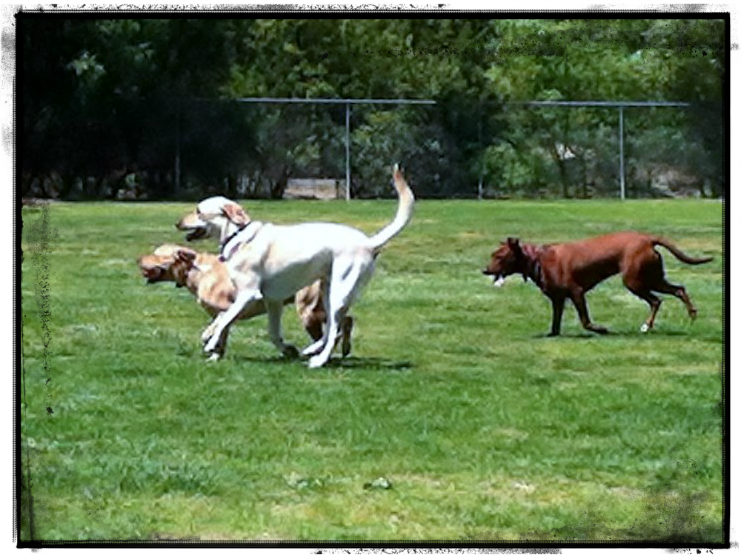 At the Dog Park