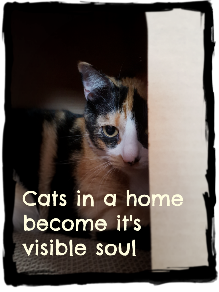 cats in a home become it's visible soul