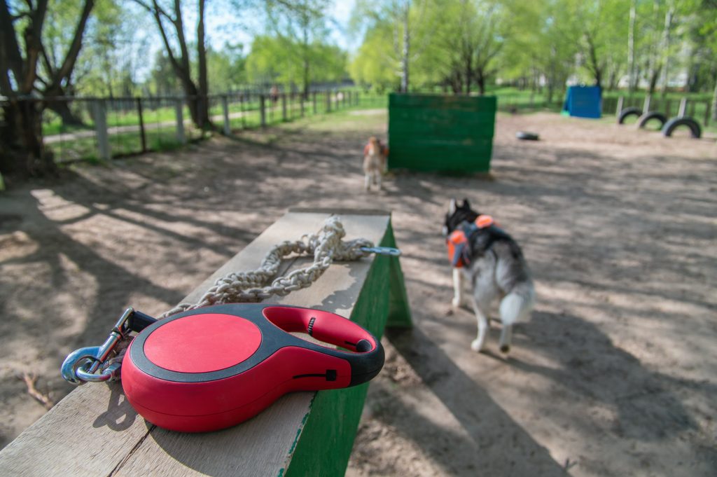 Retractable Leash1