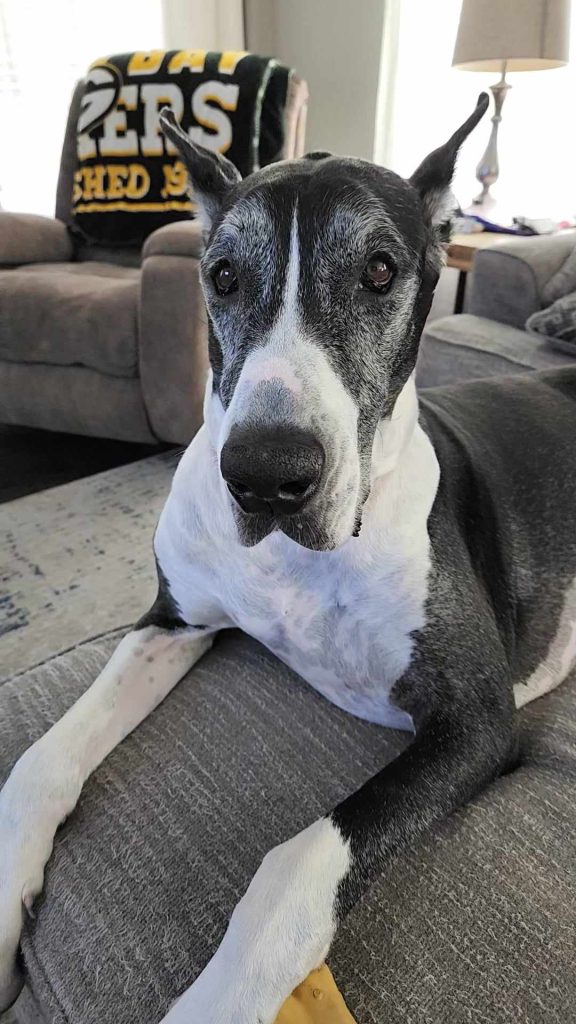 Izzie-Great Dane