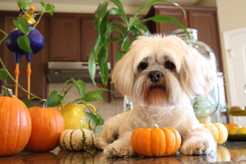 Yeti Pumpkin