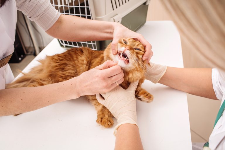 February is Pet Dental Health Month: Why Your Pet’s Smile Matters