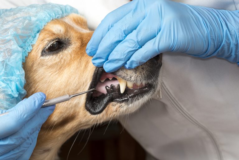 Pet Dental Month